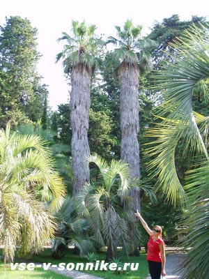 Две большие пальмы