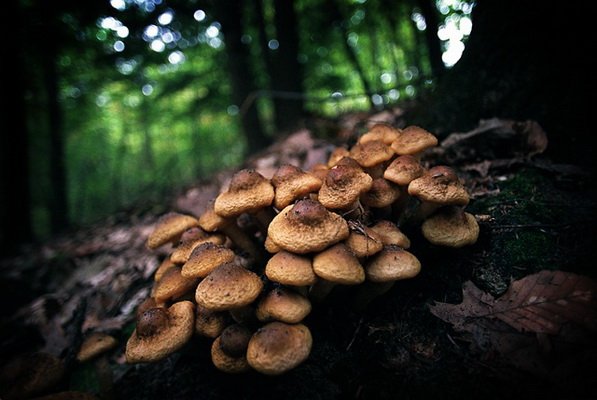 по грибы  в лес